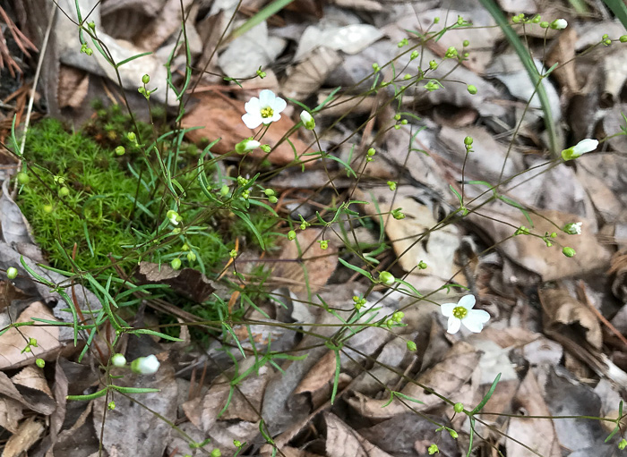 image of Geocarpon glabrum, Appalachian Sandwort