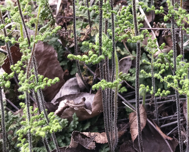 image of Myriopteris lanosa, Hairy Lipfern