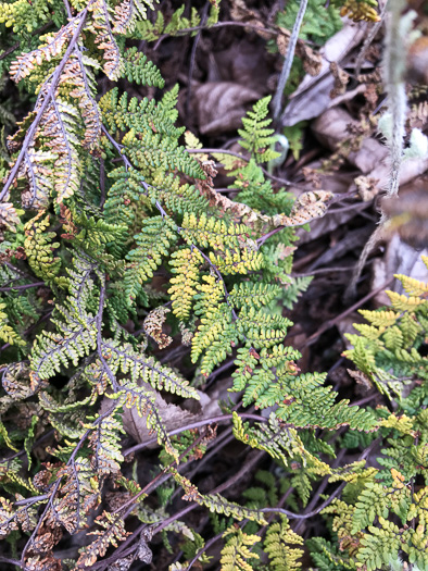 image of Myriopteris tomentosa, Woolly Lipfern