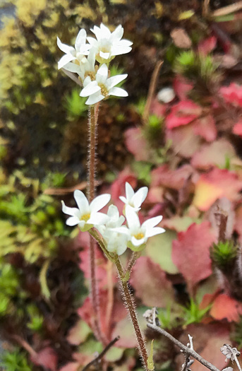 image of Micranthes virginiensis, Early Saxifrage