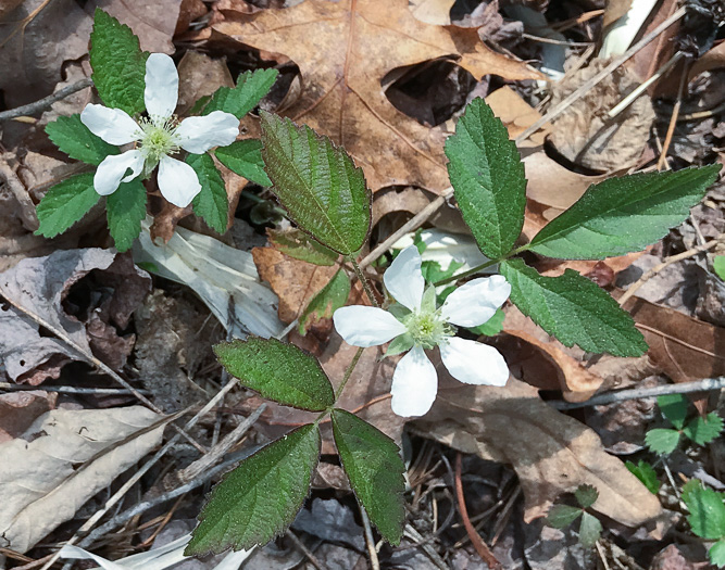 image of Rubus flagellaris, Common Dewberry, Northern Dewberry