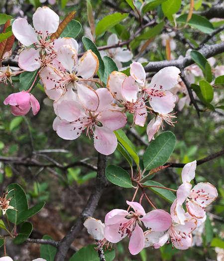 image of Malus angustifolia, Southern Crabapple, Wild Crabapple