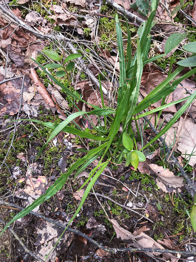 image of Liatris spicata, Dense Blazing-star, Mountain Blazing-star, Florist's Gayfeather, Dense Gayfeather