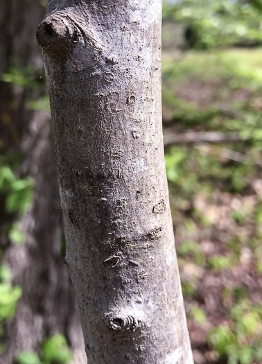 image of Frangula caroliniana, Carolina Buckthorn, Polecat-tree, Indian Currant, Indian-cherry