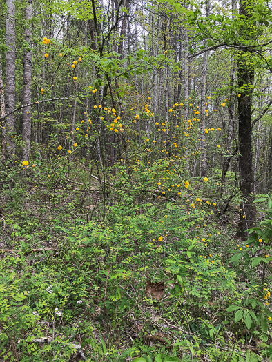 image of Kerria japonica, Kerria, Japanese-rose