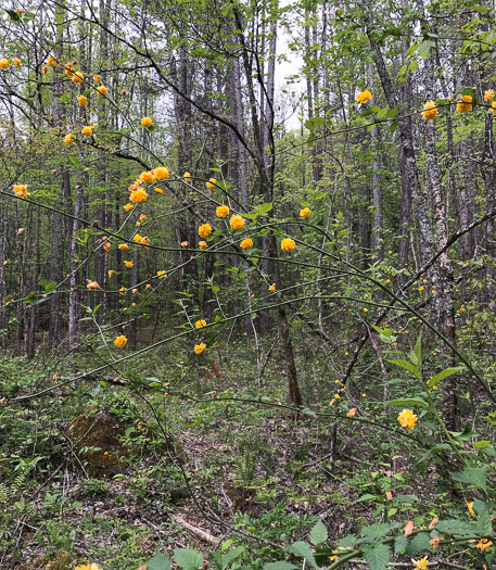 image of Kerria japonica, Kerria, Japanese-rose