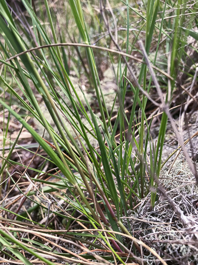 Danthonia epilis, Bog Oatgrass