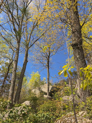 image of Quercus montana, Rock Chestnut Oak, Mountain Oak, Tanbark Oak