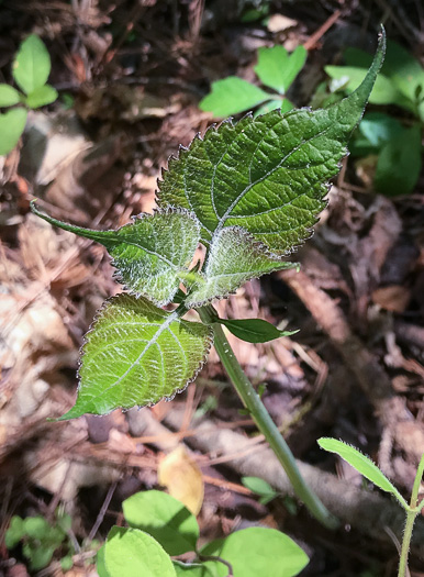 image of Collinsonia canadensis, Northern Horsebalm, Citronella, Canada Stoneroot, Canada Horsebalm