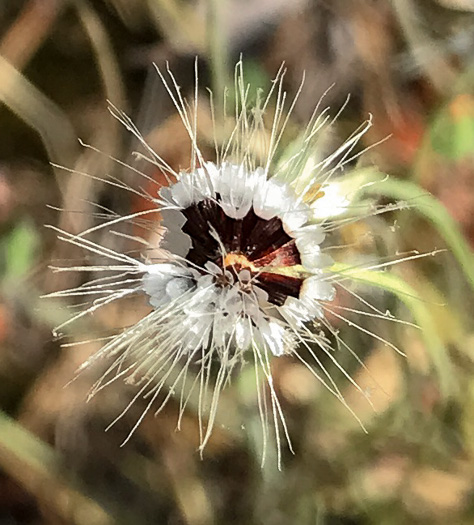 image of Krigia virginica, Virginia Dwarf-dandelion