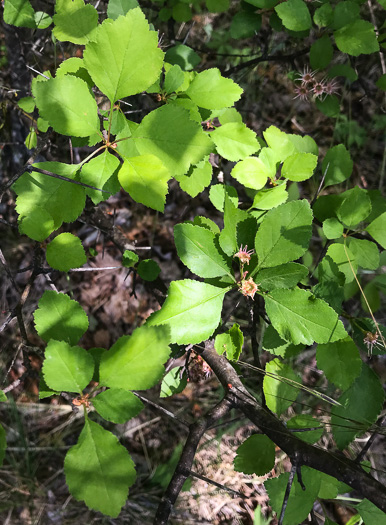 image of Crataegus aff. pinetorum, pineland hawthorn