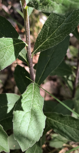 image of Solidago petiolaris var. petiolaris, Downy Ragged Goldenrod, Downy Goldenrod