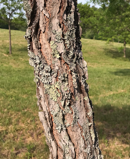 image of Gymnocladus dioicus, Kentucky Coffeetree, Kentucky Mahogany