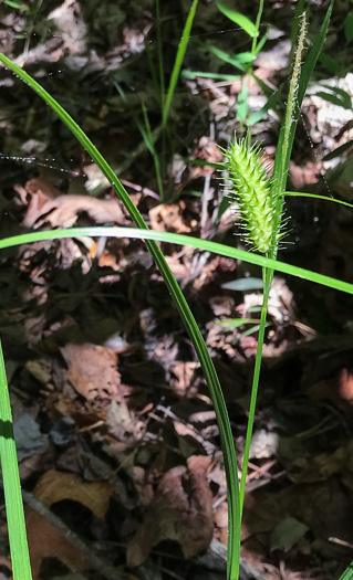 image of Carex lurida, Sallow Sedge