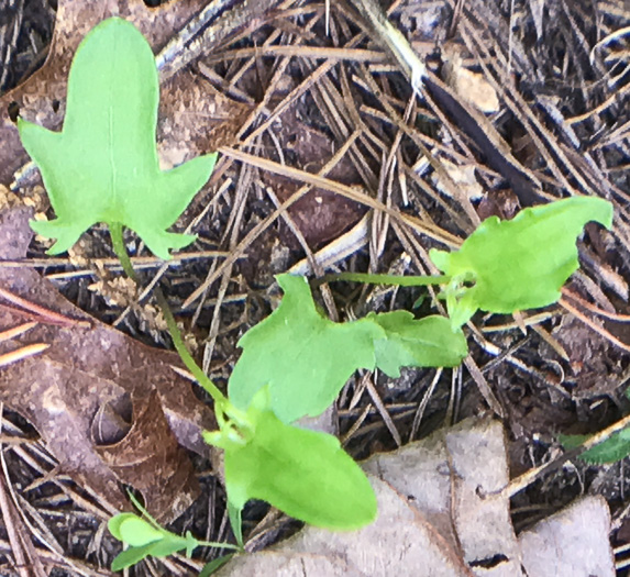 image of Viola emarginata var. 5, Sword-leaved Violet