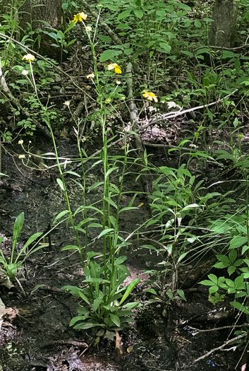 image of Helenium brevifolium, Littleleaf Sneezeweed, Shortleaf Sneezeweed