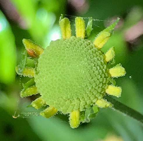 image of Helenium brevifolium, Littleleaf Sneezeweed, Shortleaf Sneezeweed