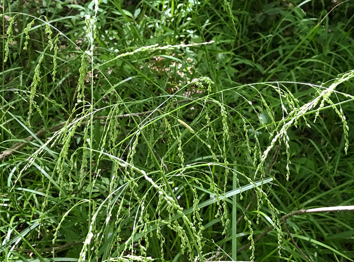 image of Glyceria striata var. striata, Fowl Mannagrass