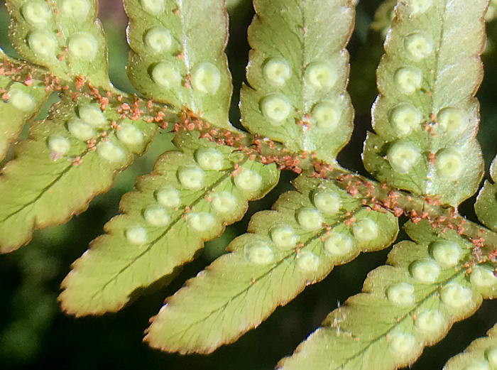 image of Dryopteris erythrosora, Autumn Fern, Japanese Red Shield-fern, Japanese Shield-fern