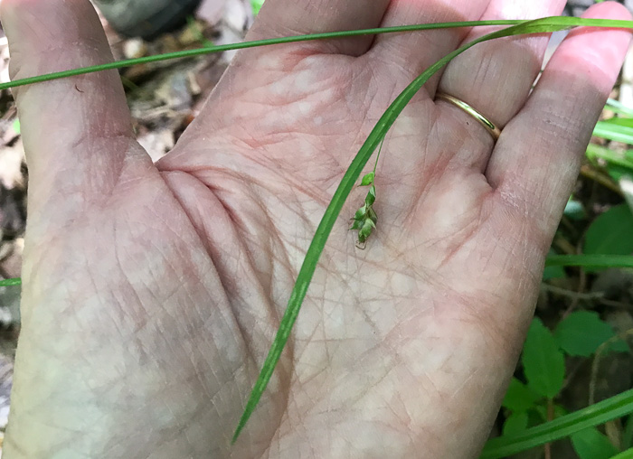 image of Carex styloflexa, Bent Sedge