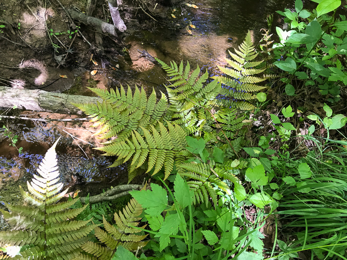 image of Dryopteris erythrosora, Autumn Fern, Japanese Red Shield-fern, Japanese Shield-fern