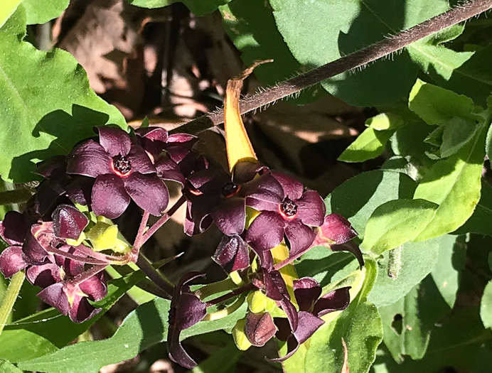 image of Matelea carolinensis, Carolina Spinypod, Climbing Milkweed, Climbing Milkvine, Maroon Carolina Milkvine