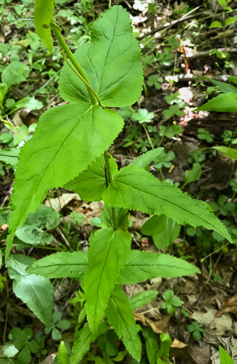 Small's Beardtongue