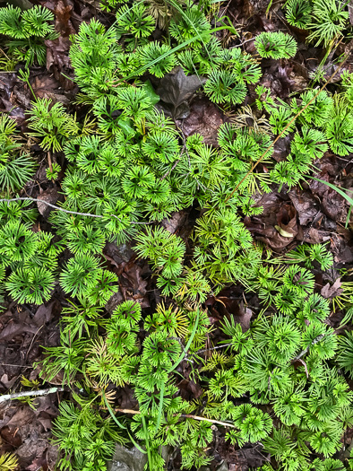 image of Diphasiastrum digitatum, Southern Ground-cedar, Common Running-cedar, Fan Ground-pine, Running Ground-pine