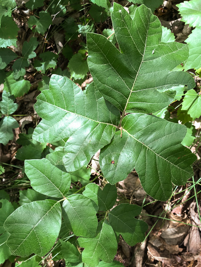 image of Toxicodendron pubescens, Poison Oak, Southeastern Poison Oak