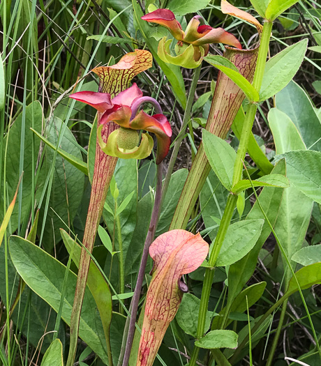 image of Sarracenia jonesii, Mountain Sweet Pitcherplant