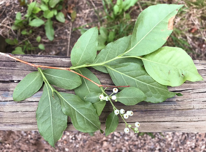 image of Lyonia ligustrina var. ligustrina, Northern Maleberry, He-huckleberry