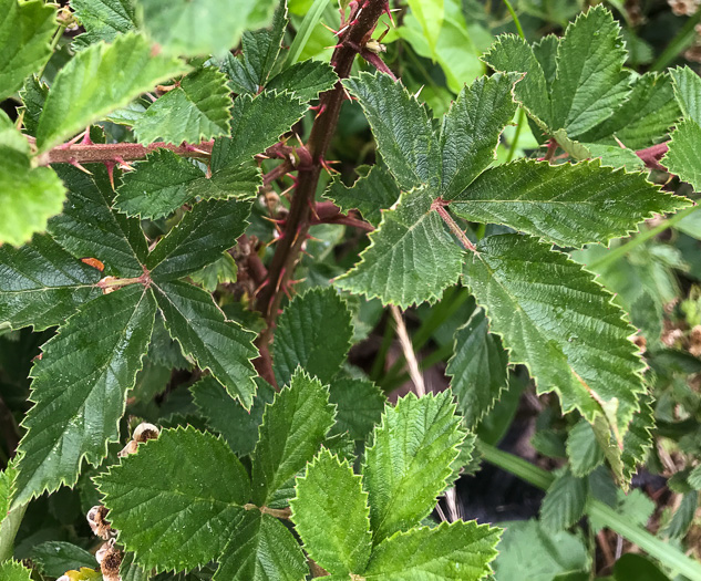 image of Rubus pascuus, Chesapeake Blackberry, Topsy Blackberry