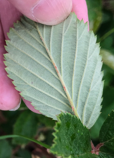 image of Rubus pascuus, Chesapeake Blackberry, Topsy Blackberry