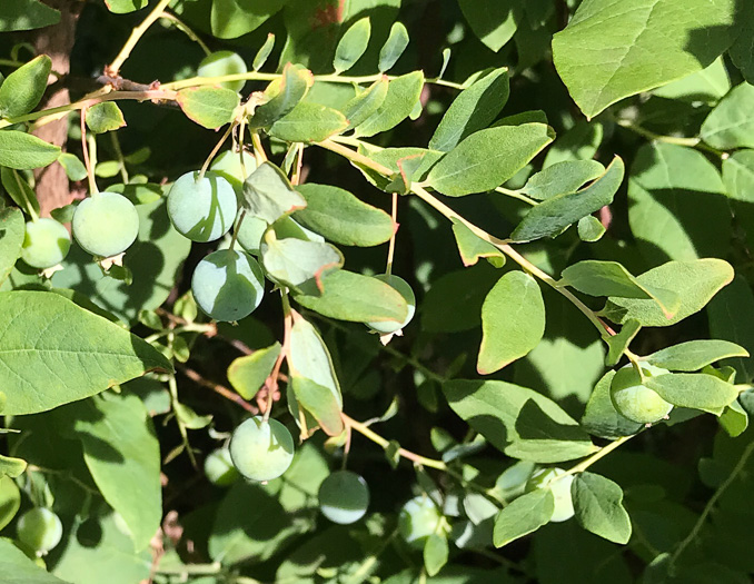 image of Vaccinium stamineum var. 2, Appalachian Deerberry