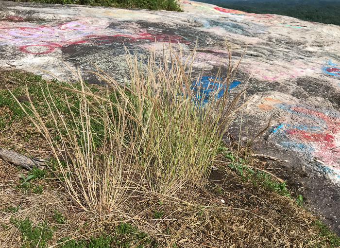 image of Festuca myuros, Rat-tail Fescue