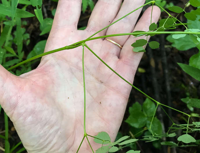 image of Thalictrum macrostylum, Small-leaved Meadowrue, Small-flowered Meadowrue