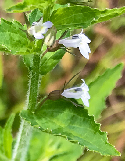 image of Lobelia inflata, Indian-tobacco, Pukeweed