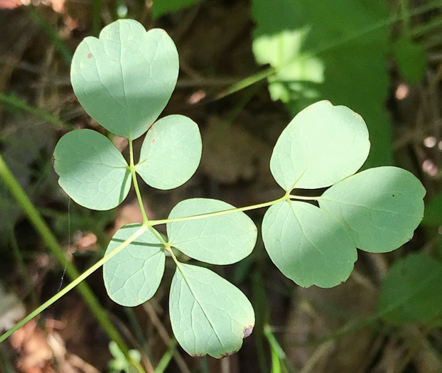 image of Thalictrum pubescens, Common Tall Meadowrue, King-of-the-meadow, Late Meadowrue