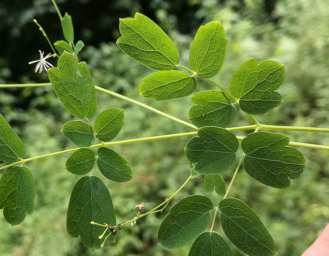 Thalictrum pubescens, Common Tall Meadowrue, King-of-the-meadow, Late Meadowrue