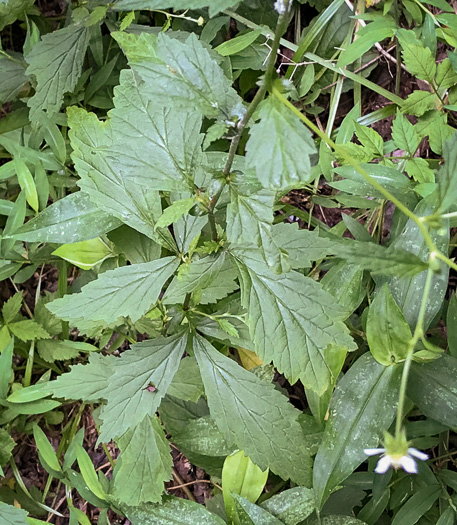 image of Geum canadense, White Avens