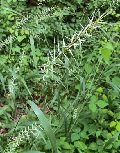 image of Elymus hystrix var. hystrix, Common Bottlebrush Grass, Eastern Bottlebrush-grass