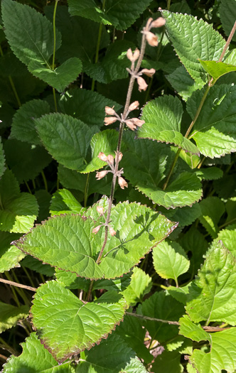 image of Salvia urticifolia, Nettleleaf Sage