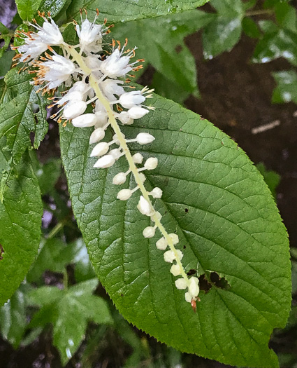 panicle