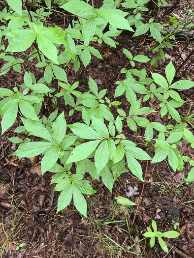 image of Gaylussacia ursina, Bear Huckleberry, Buckberry, Mountain Huckleberry, Bearberry