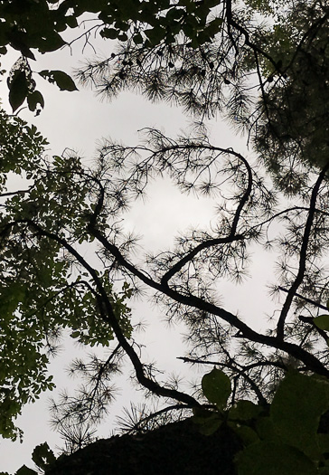 image of Pinus rigida, Pitch Pine