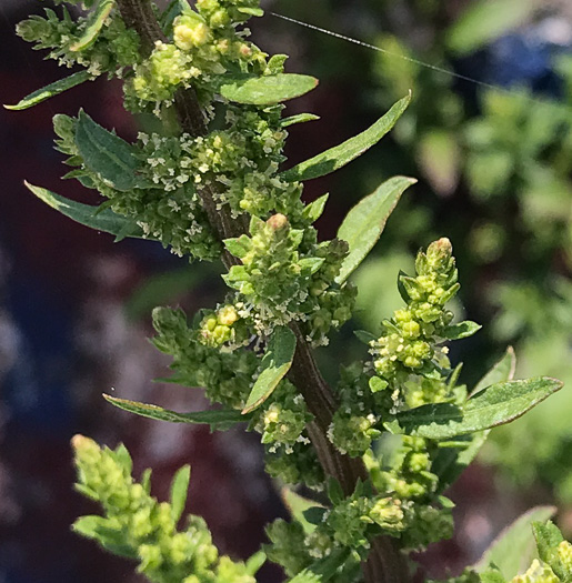 image of Dysphania ambrosioides, Mexican-tea, Epazote