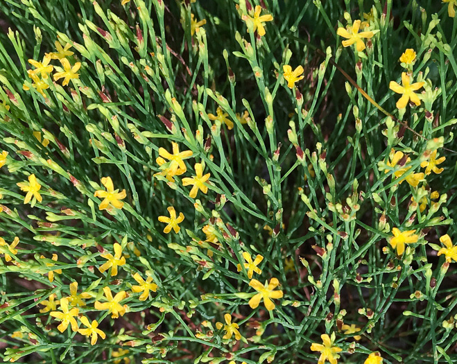 image of Hypericum gentianoides, Pineweed, Orange-grass, Orangeweed