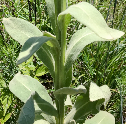 Verbascum thapsus ssp. thapsus, Woolly Mullein, Common Mullein, Flannel-plant, Velvet-plant