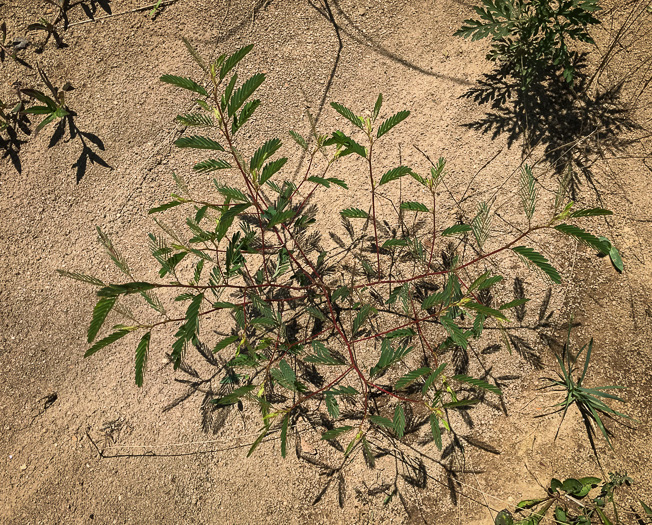 image of Chamaecrista nictitans var. nictitans, Sensitive Partridge-pea, Common Sensitive-plant