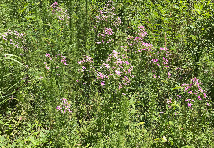 image of Sabatia angularis, Rose-pink, Bitterbloom, Common Marsh-pink, American Centaury